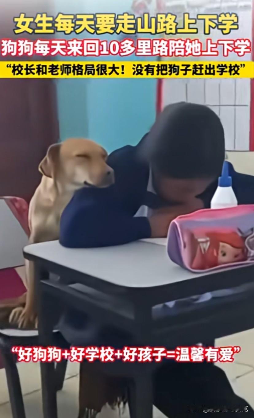 狗狗陪小主人一起上学，感动网友！想起小时候，我爸妈哥哥去了外地，我一人在家，我