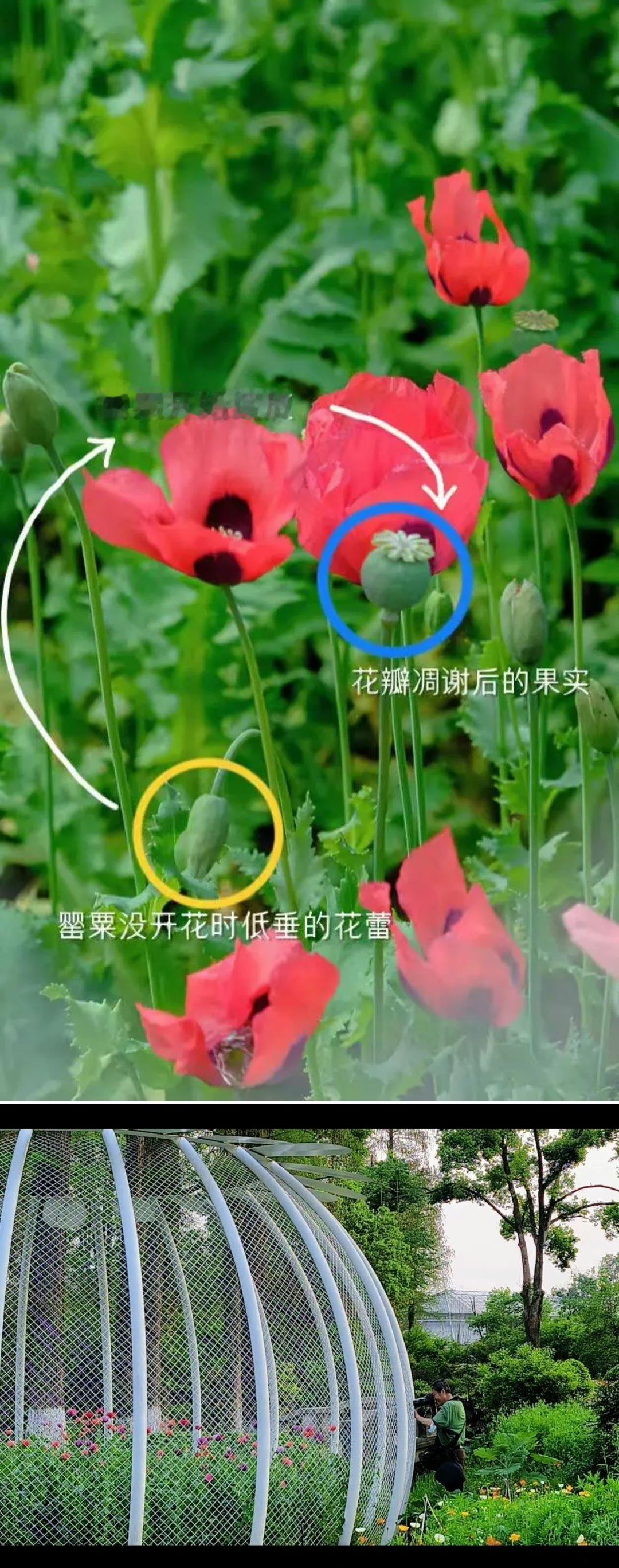 植物园铁笼种罂粟合规上岗20年¹理论上我们国家一棵都不许种。但武汉植物园从禁毒