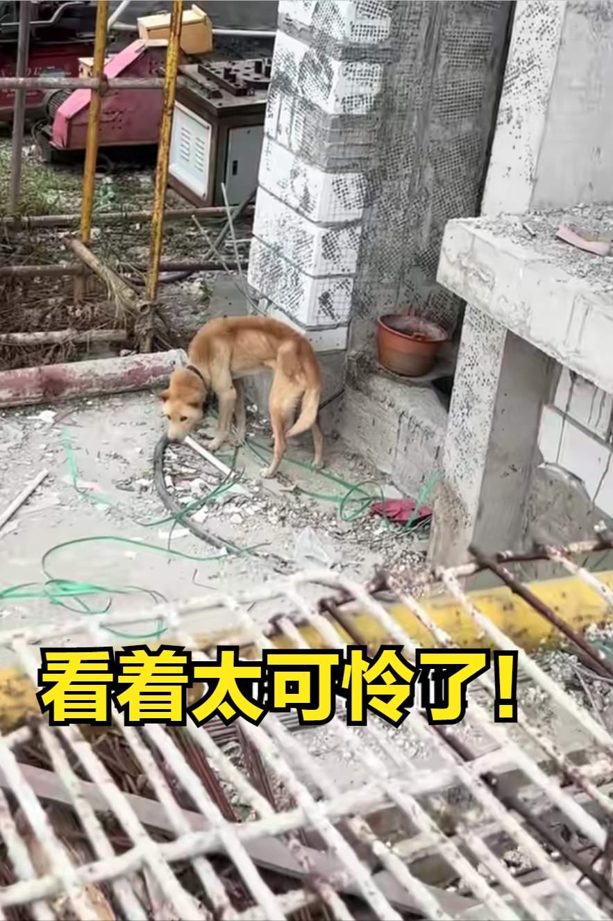 这只狗狗原本是用来看工地的，可工人们都走了，也没有一个人把它带走，它脖子上的铁链