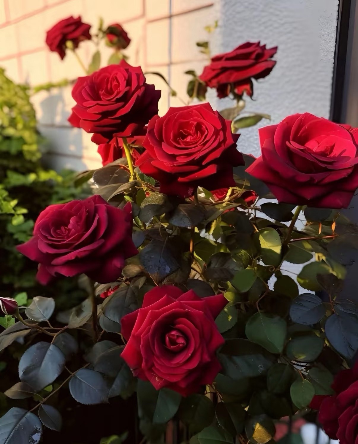 玫瑰种植方法一、时间：玫瑰花除了采用扦插的方式进行繁殖之外，还可以选择播种的方式