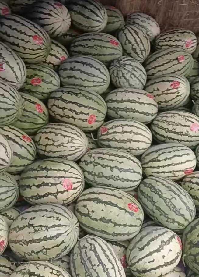 河南开封的老张蹲在瓜地的旁边，一直盯着满地西瓜，说不出任何话语。今年瓜价跌到了一