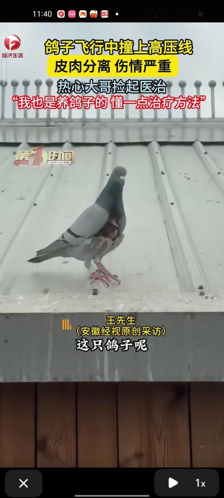 近日，毕节黔西市。鸽子飞行太快撞上高压线，皮肉分离伤情严重，脖子位置到大腿应该有