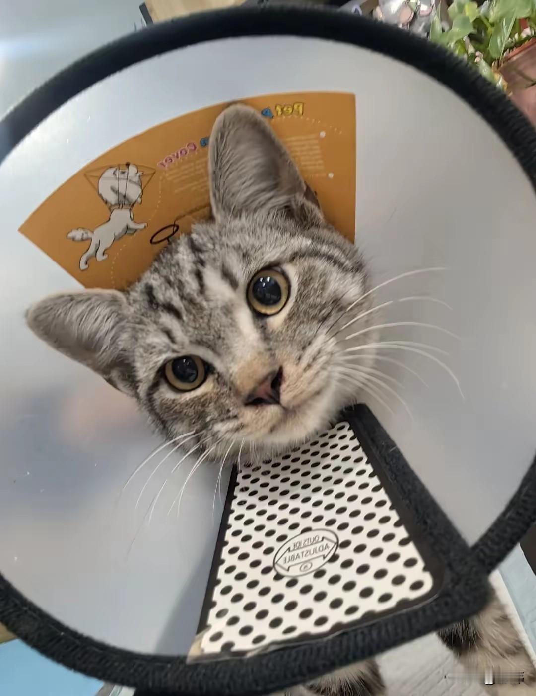 太可怜了！这天夜里一位小姐姐去夜跑，当她跑到一个角落的时候，听到有猫哀嚎的声音，