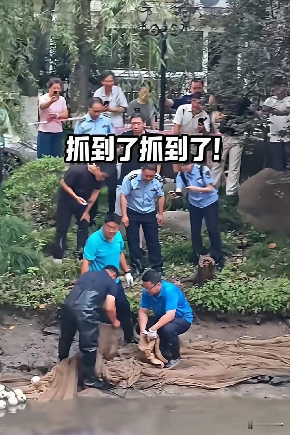抓到了！抓到了！抓小偷到常见，警察抓鳄鱼的确稀罕，谁放的，剁一只手，剁什么剁，
