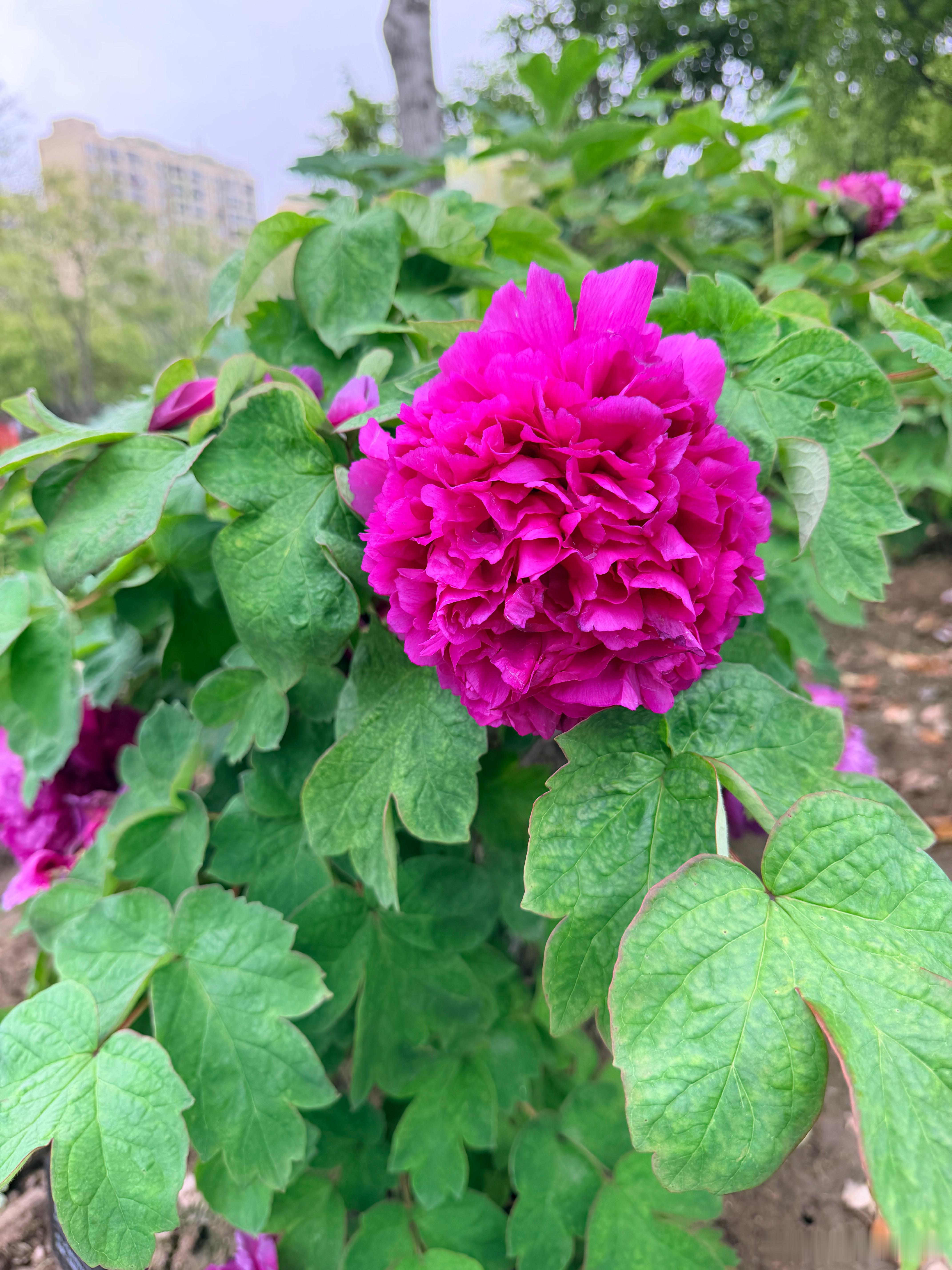 随手拍春天牡丹真国色-首案红