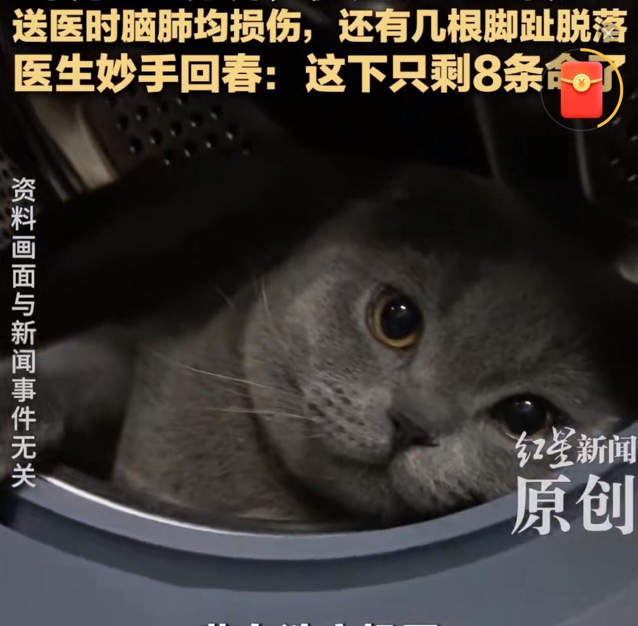 拧开洗衣机门，差点当场吓瘫！里面哪有洗干净的衣服？蜷缩着的，竟是自家的小猫……
