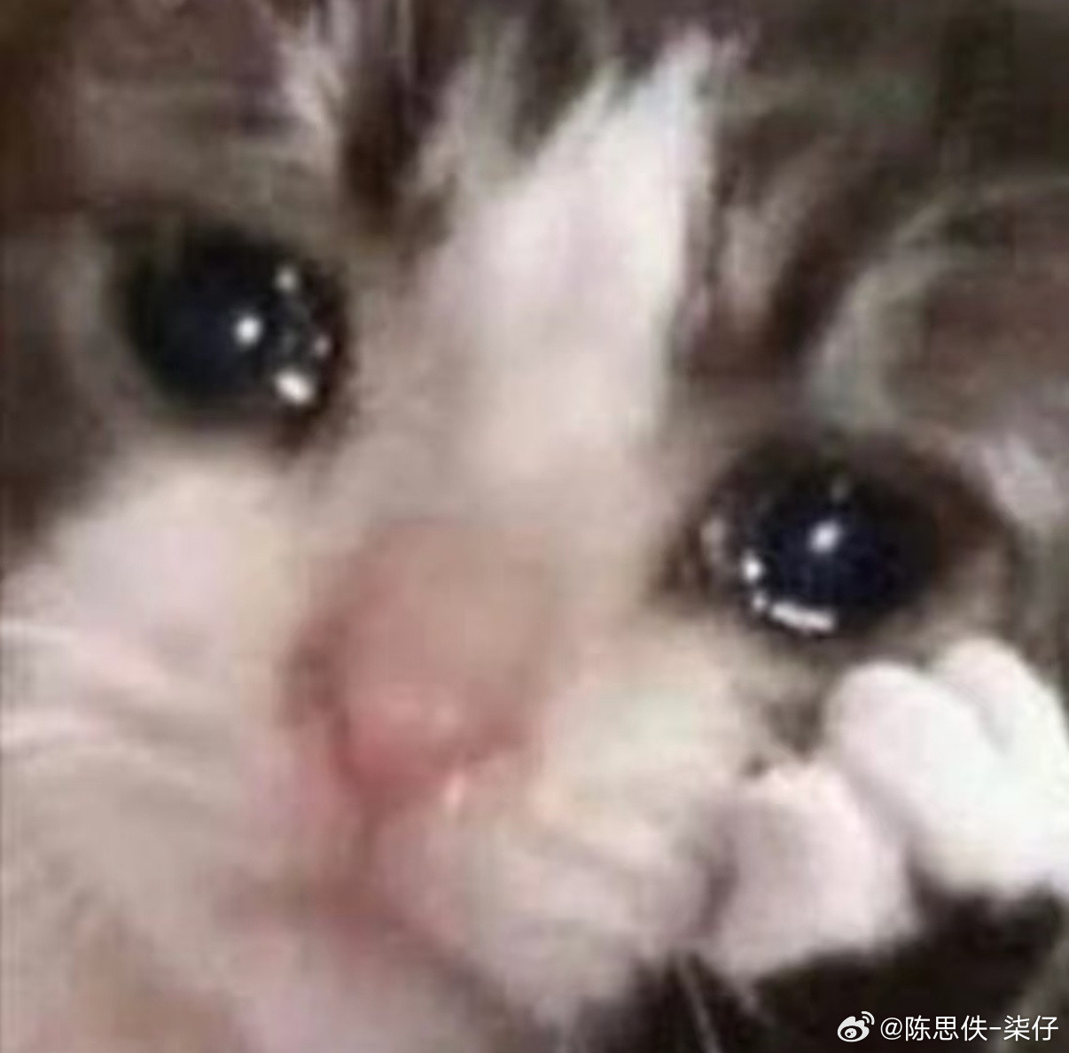 朝羽不语只是一味流泪💧和流泪猫猫头融为一体🐱朝雪录​​​