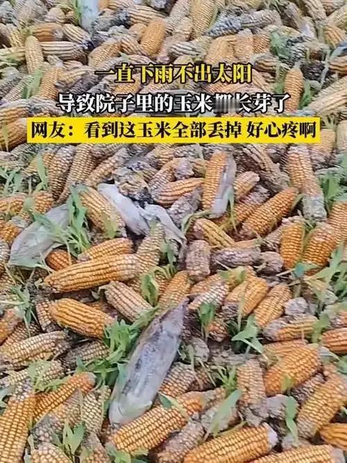 今年我国中东部秋雨不断，玉米和花生种植户遭受了巨大损失，部分种植户实在太难了！
