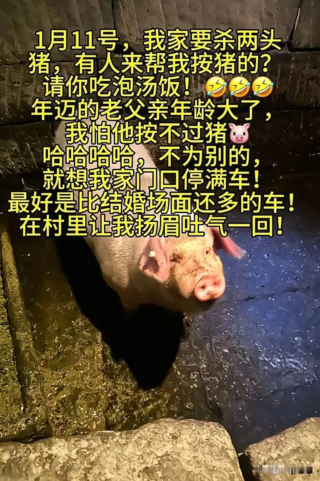 笑疯了！2026开年第一“祸”，重庆姑娘喊人按猪，把半个城的人都招来了20