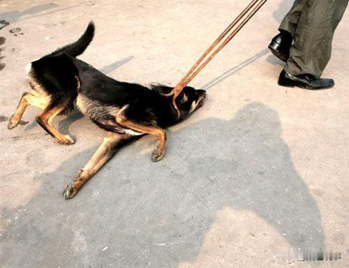 打狗还得看主人,何况是把狗打死了,这不山西的申先生因为被邻居狗咬了,一怒之下打死