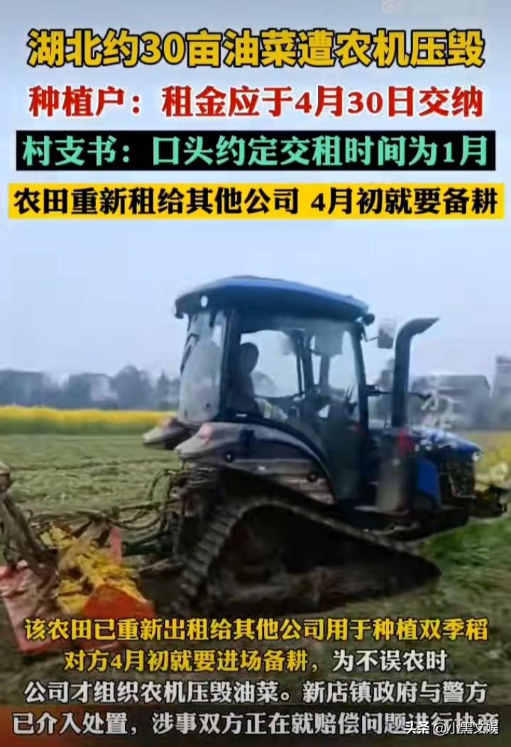 又是油菜花！这次直接就给你铲除掉了，对于农民伯伯辛辛苦苦种植的农作物，直接压！