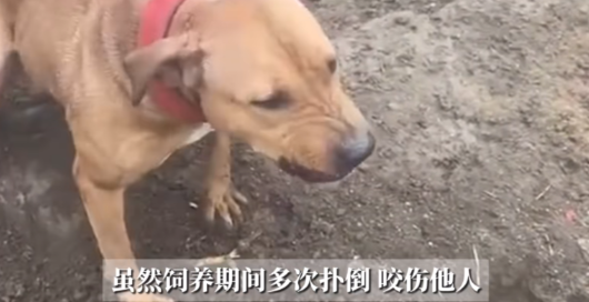 悲剧还是发生了！河南，一男子在自家的羊场里养了3只大型烈性犬，曾经多次咬伤扑倒路