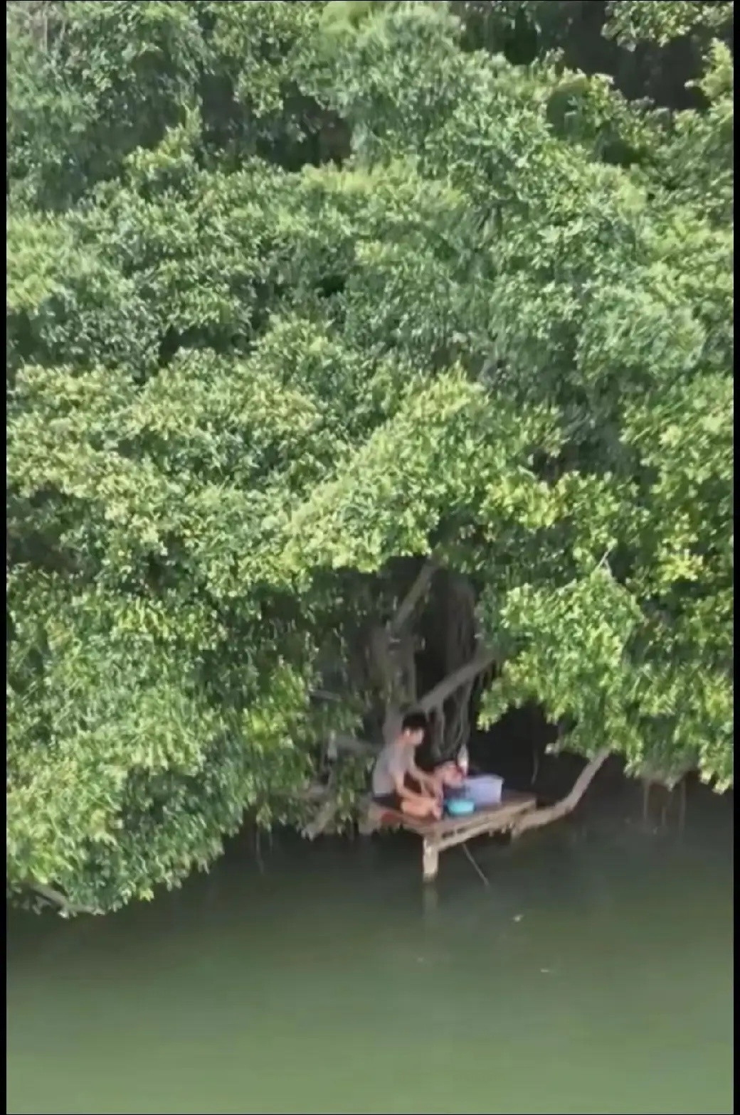 为了钓鱼，直接在树上搭了个平台，连遮阳伞都省了，这波操作你服不服？