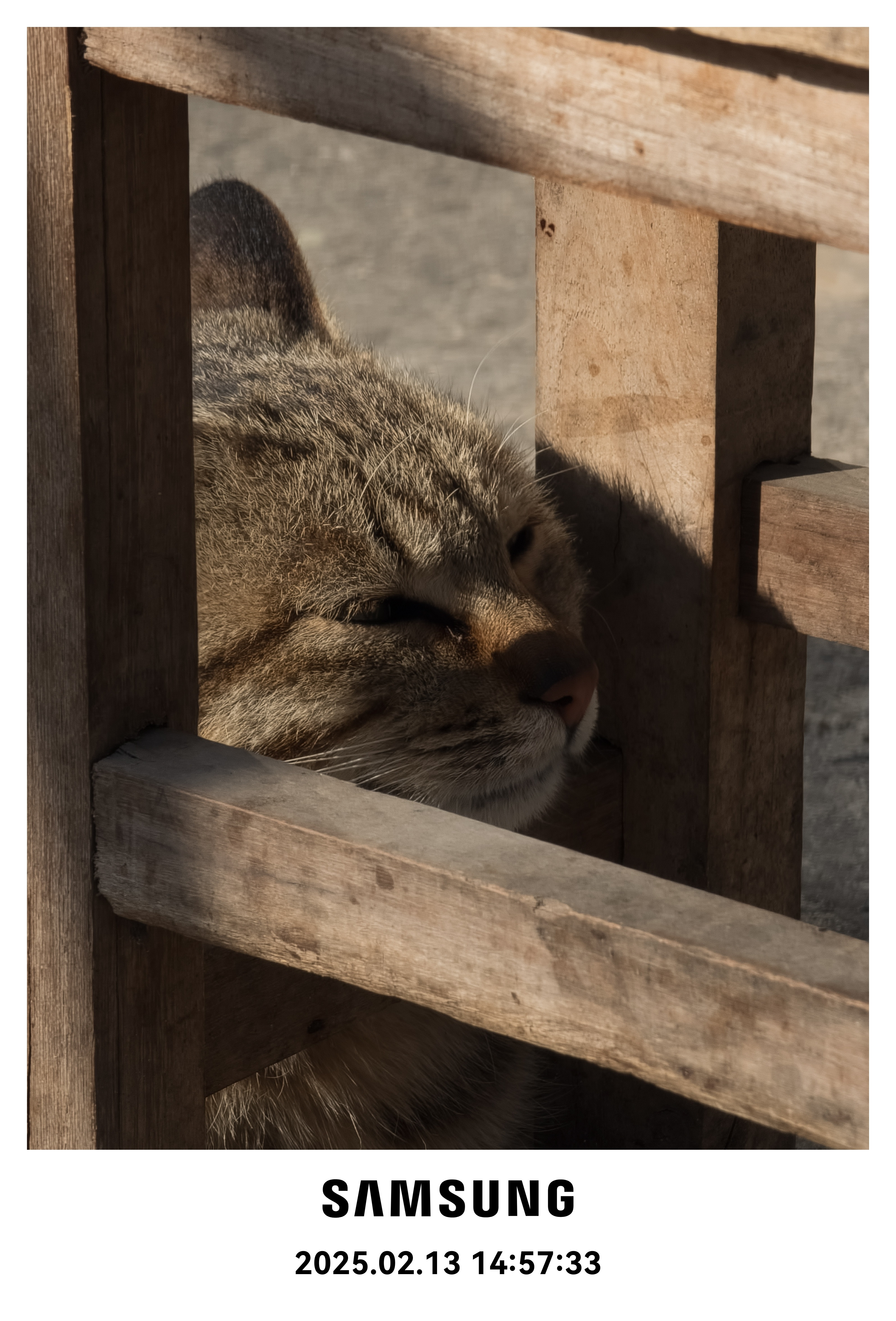 狸花猫，野性与温柔的结合体它们可以在阳光下慵懒地打盹，也可以在瞬间展现出猎手的敏