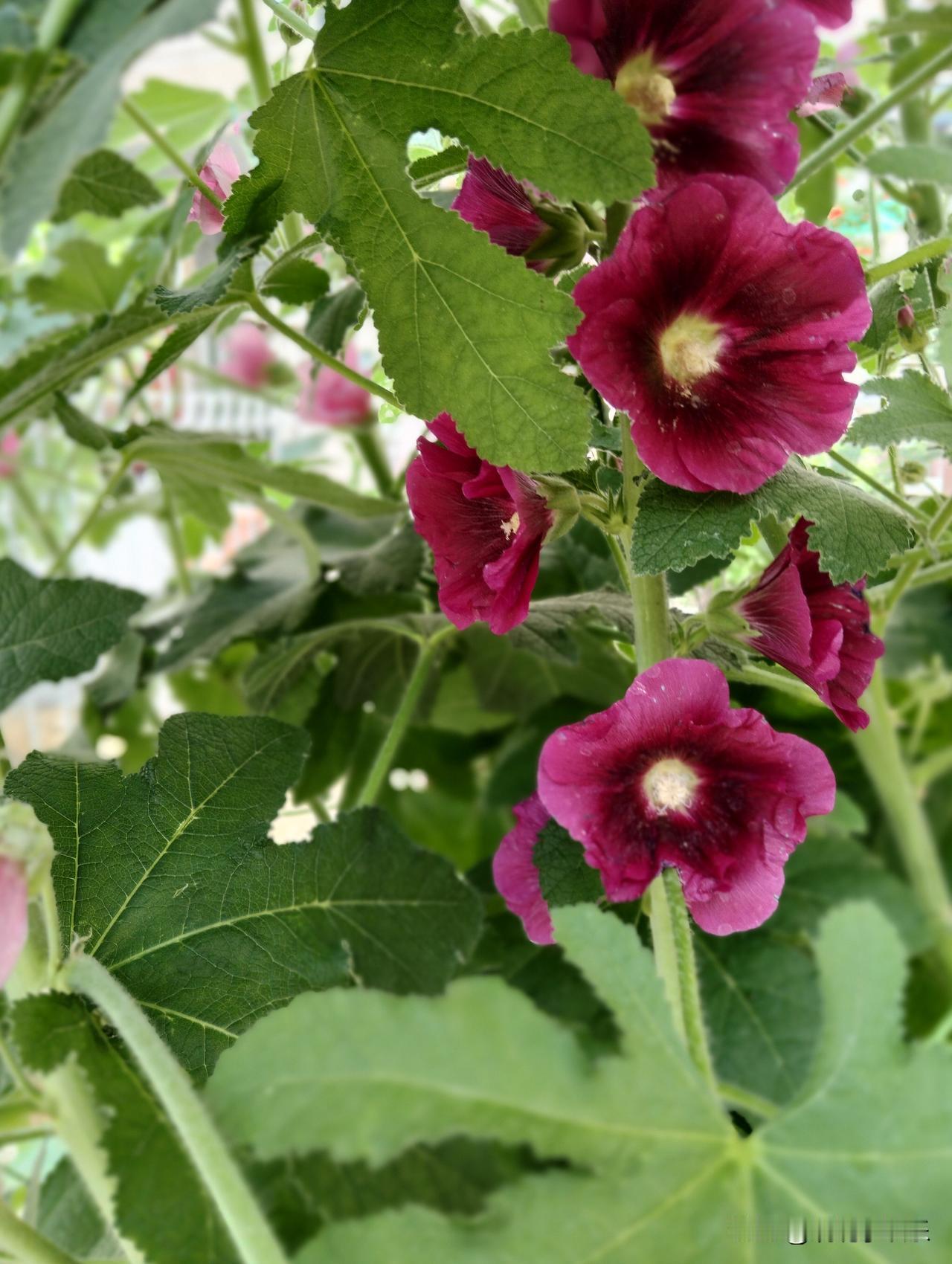 我的摄影日记随拍/