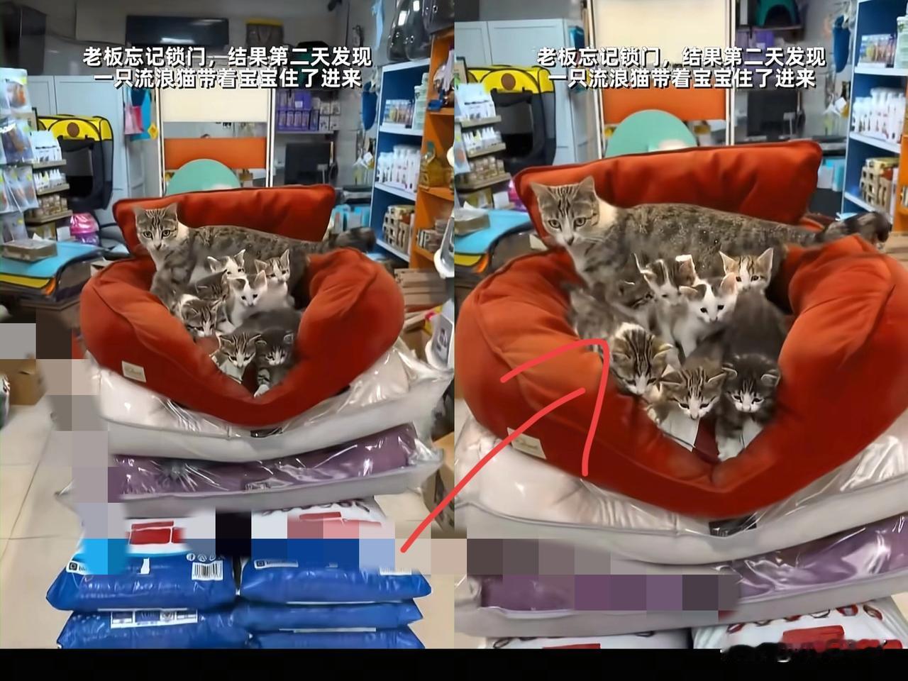 泪目了！这天一位开超市的大哥居然忘记锁门了，结果第二天开门一看，他的沙发上居然蹲