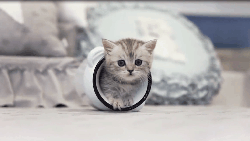 喵咪视频素材 9375701369710189345.jpg?id=0