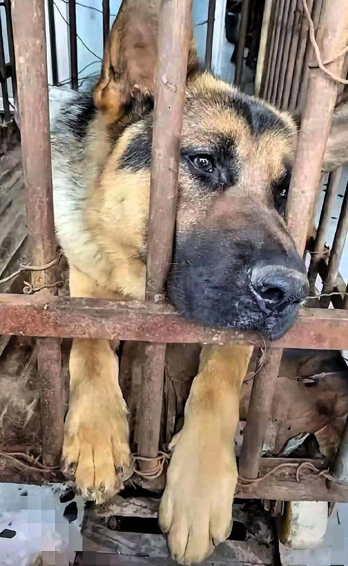 真的太幸运了！狗狗被主人卖到了狗肉馆，面对地上的血腥味，它并没有恐惧，只是安静地