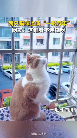 四川，一女子发现自家猫咪抬着头，呆呆地坐在窗台上，好像在看什么，出于好奇，她顺着