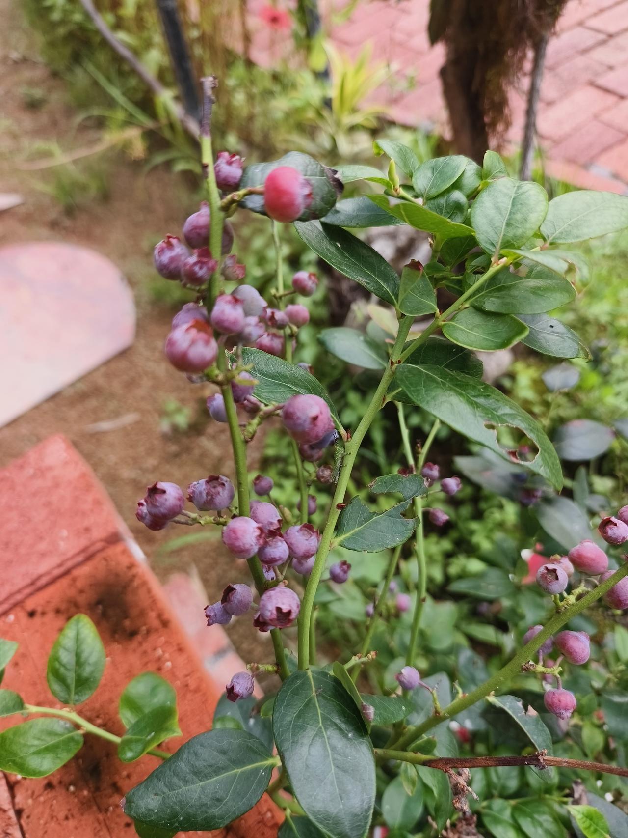 有时间，有精力的话，种两盆蓝莓吧，这种草本植物生命力旺盛，花期又长，果期更长，既
