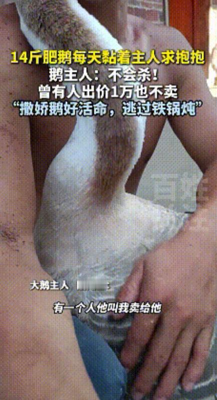 “解释不清了！”广西贺州，一男子养了几十只鹅，但有一只特别奇怪，每次男子回家这只