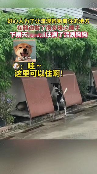 在路边看到那些为流浪狗狗搭建的暖心棚子，真的太让人动容啦。下雨天的时候，棚子里住