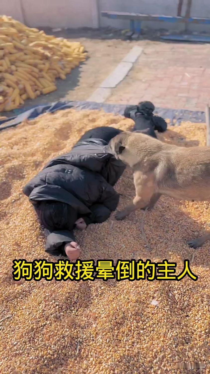 狗狗真的是人类的好朋友,我们应该善待它们才对,一位小姐姐家养了一只狗狗,平时看家