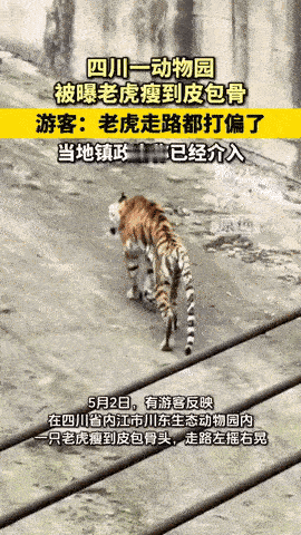 瘦成纸老虎了！四川内江，游客去动物园看老虎，发现老虎不仅不像想象中威风凛凛，反而