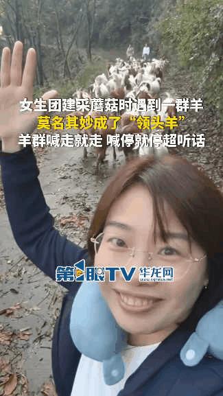 “解释不清了！”河北顺德，一女子山中采蘑菇，不料偶遇一群羊，羊群看到女子后就围了
