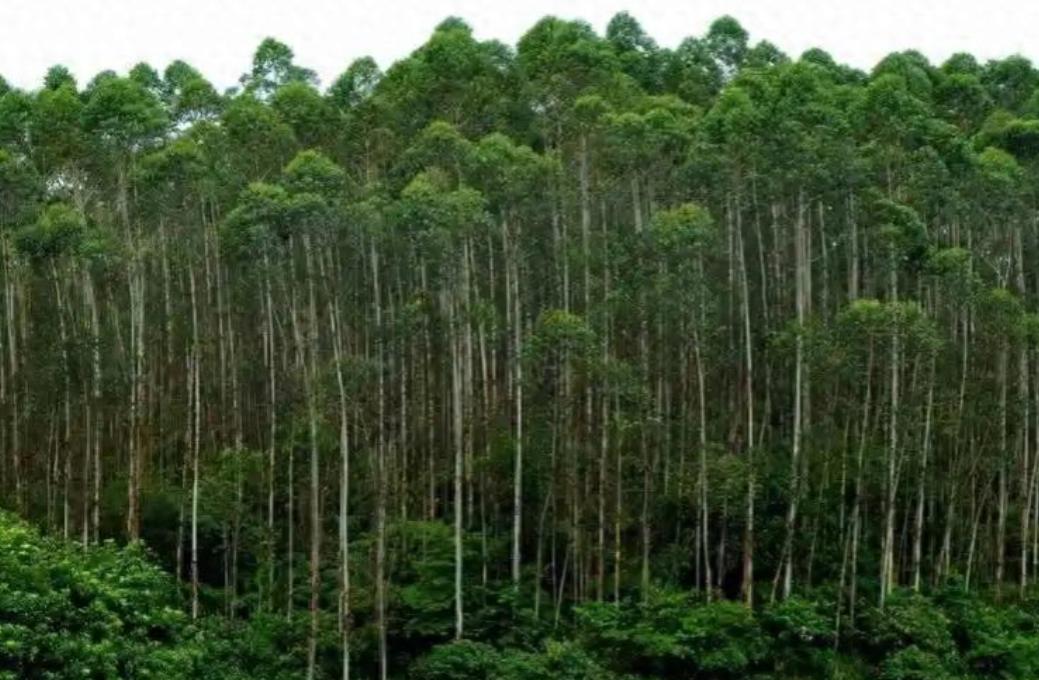 日本和美国早已禁种，中国为何依然大力种植？背后原因不简单。 村口老人常说，有