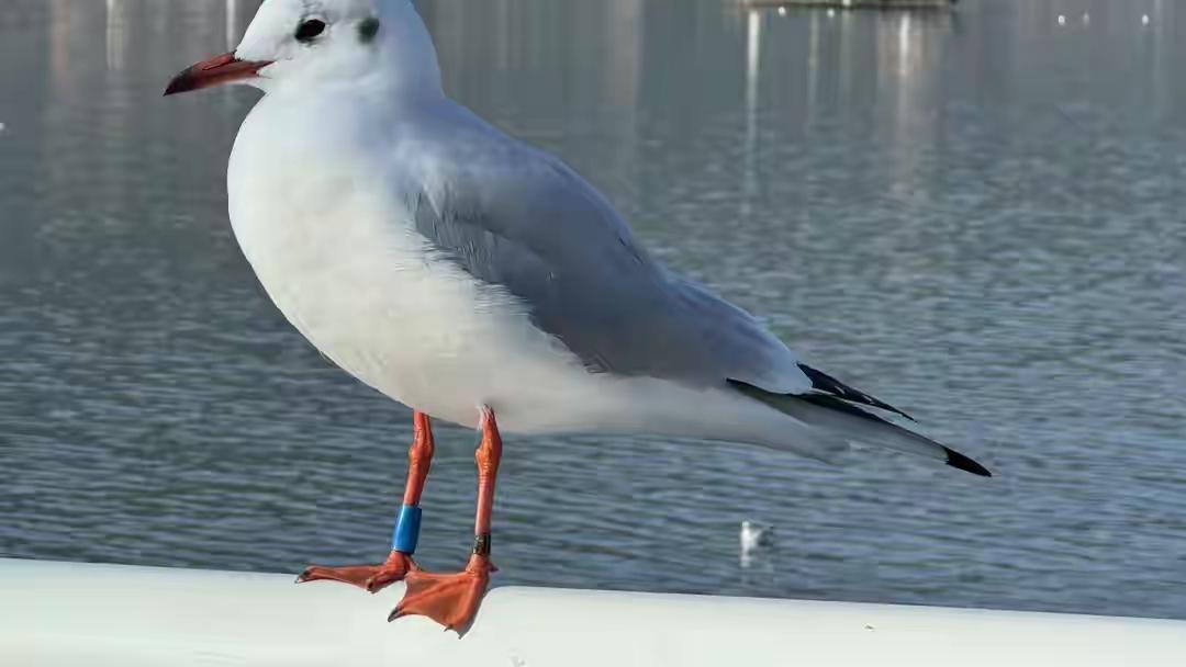 红嘴鸥昆明赴约40年，是春城人民的爱护，还是滇池生态的治理？一场跨越四十年的