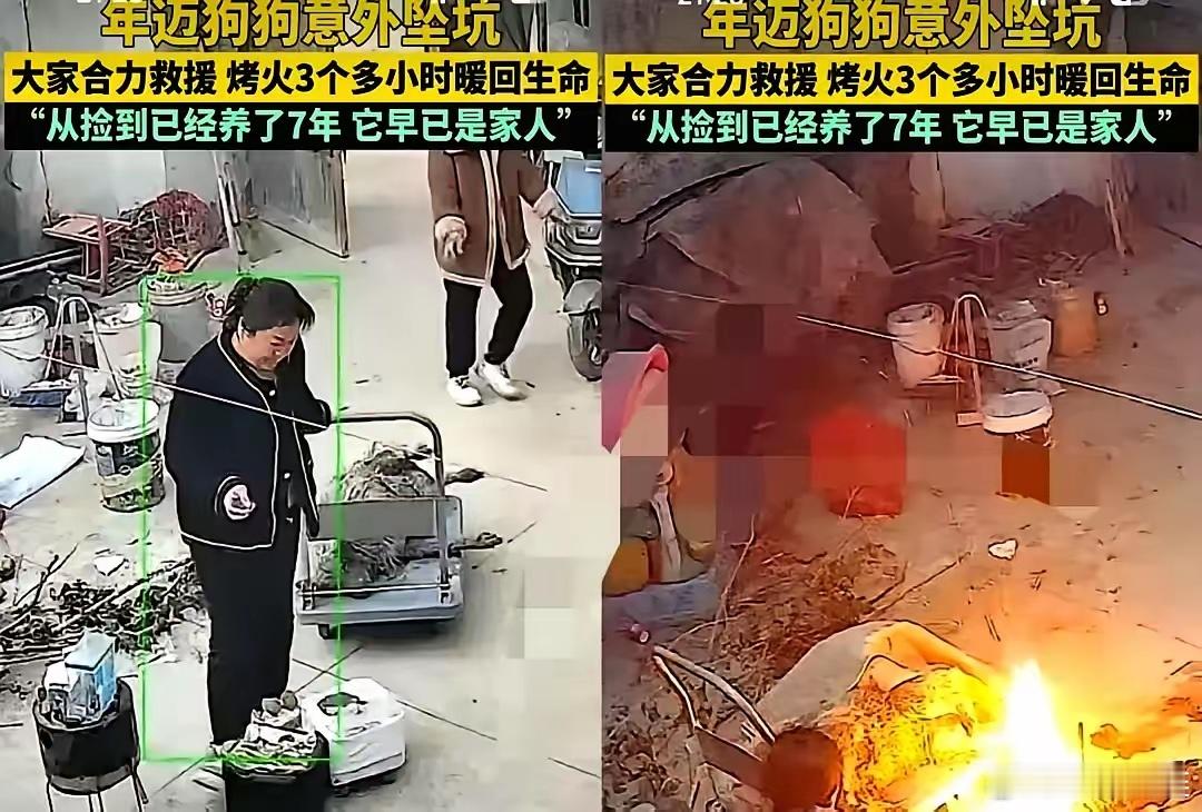 河南信阳这事儿，看得我心里直发颤。零下几度的天，为了只“不值钱”的土狗，一家人硬