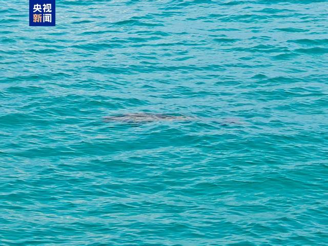 “美人鱼”现身南沙群岛, 生态恢复 “大鱼”又回来了