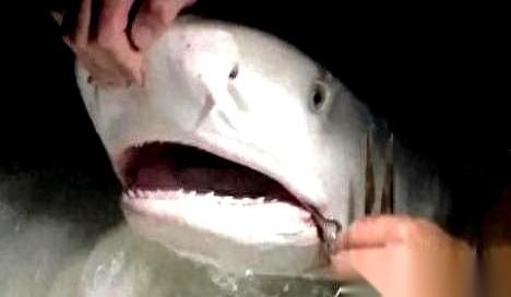 我跟你讲个事，你可能觉得我在吹牛。一个潜水员，在水下帮一头鲨鱼拔掉了嘴里的大铁