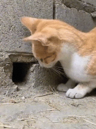 猫抓老鼠的“闪现”名场面，眼睛根本追不上！老鼠刚从洞口探出半个脑袋，鼻尖还