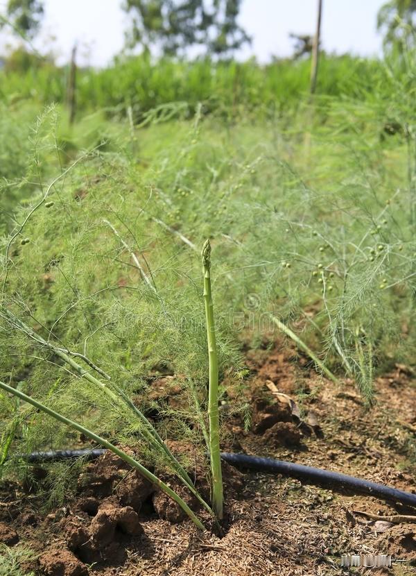 什么蔬菜可以种植一次,多年采收?种植一次，多年采收的蔬菜，不只有韭菜，还有这三
