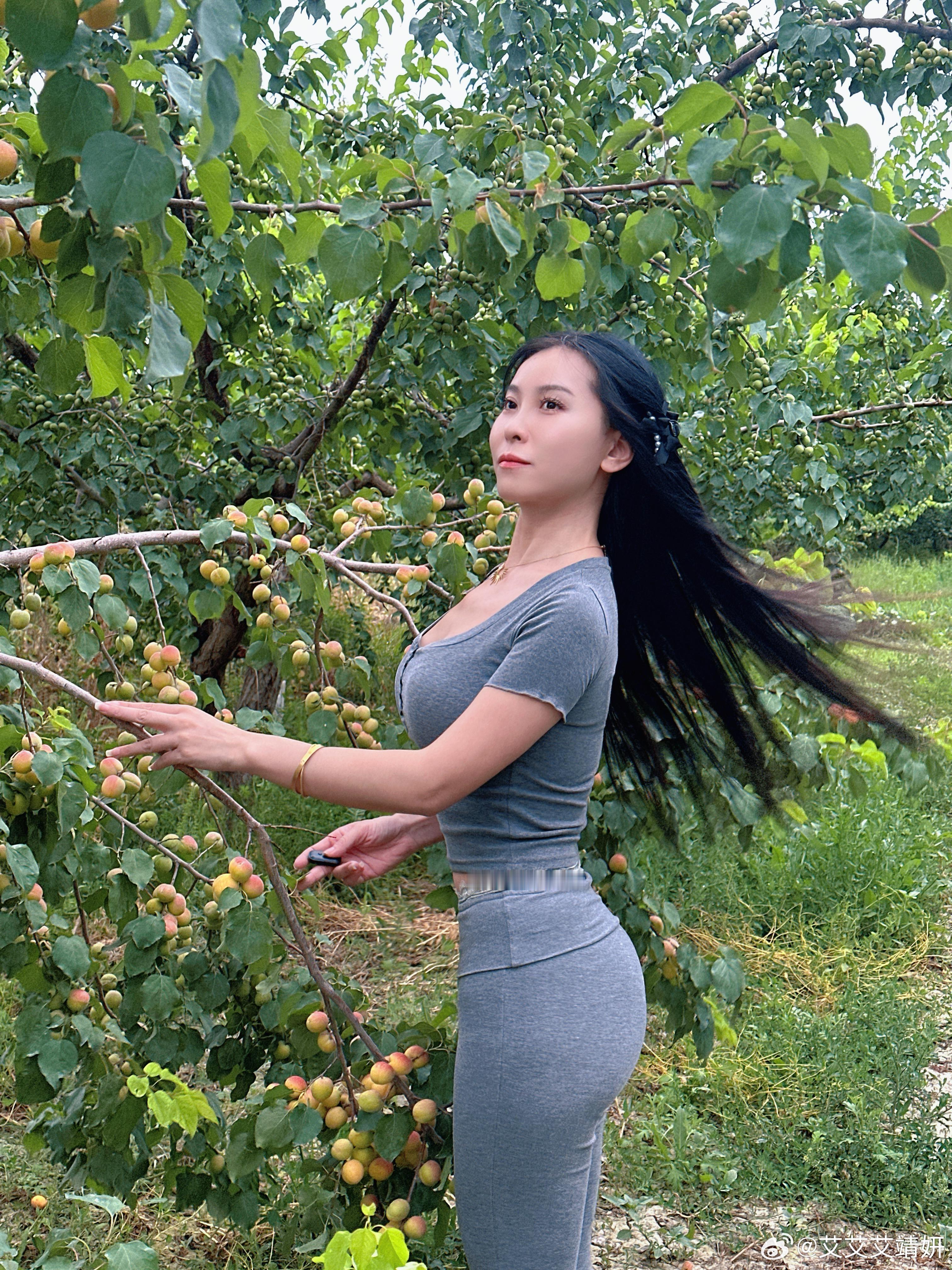 💛杏子快成熟了💛新农人转果园日常阿克苏·农四团场