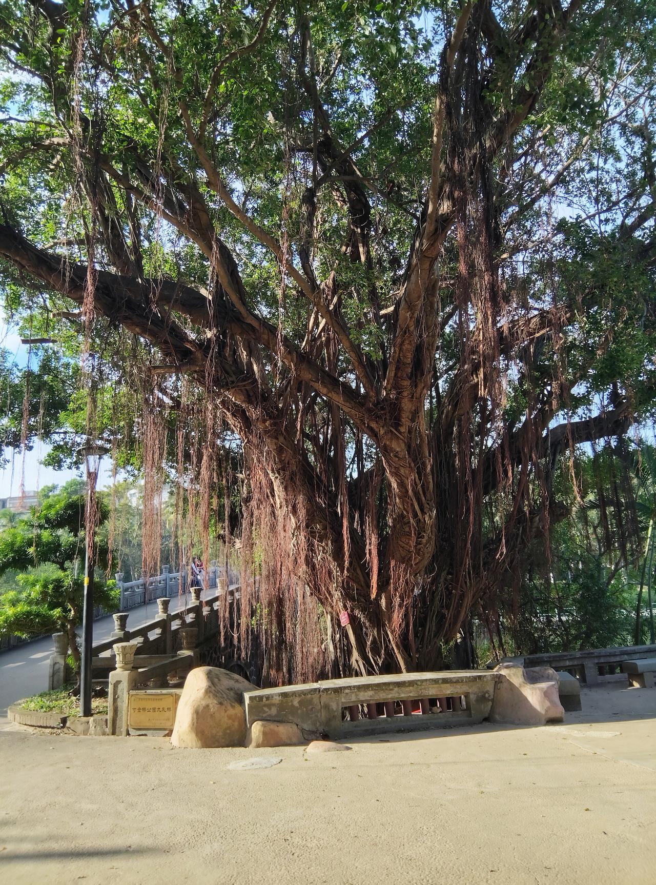 分享我这周有趣的事：今日精神有点不好，下午出外面走走。看着路边的一棵百年以上