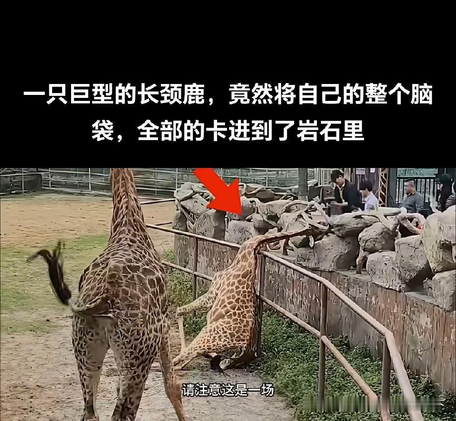 感觉这鹿的脖子都要骨折了！