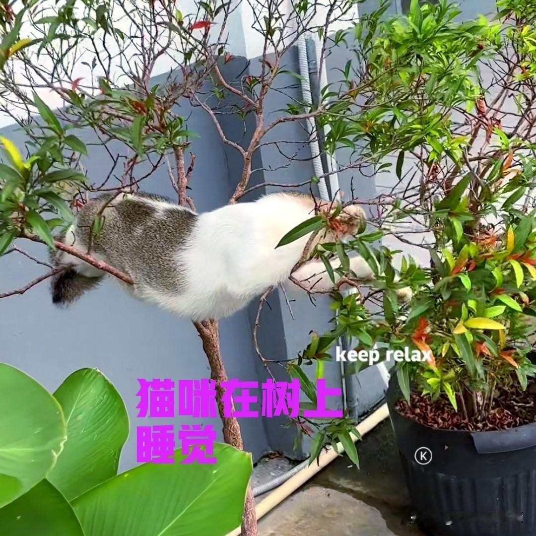 小伙在野外钓鱼时，无意中发现一只流浪猫，他每次钓到鱼都给了猫咪。经过一段时间的相