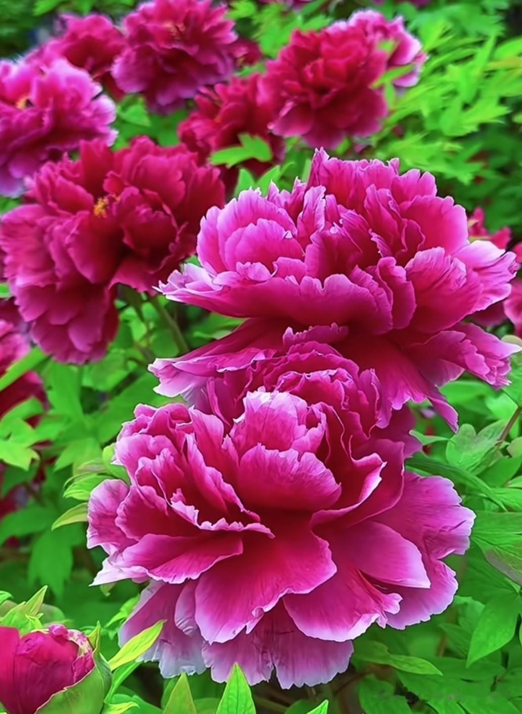 牡丹花开得正盛，层层叠叠的花瓣如云霞般绚烂，深粉与玫红交织，绿叶衬托下更显雍容华