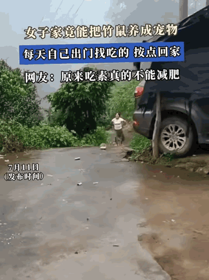 刷到有人把竹鼠当宠物散养，我直接看愣了，这哪是养宠物，分明是养了个定点打卡的“上