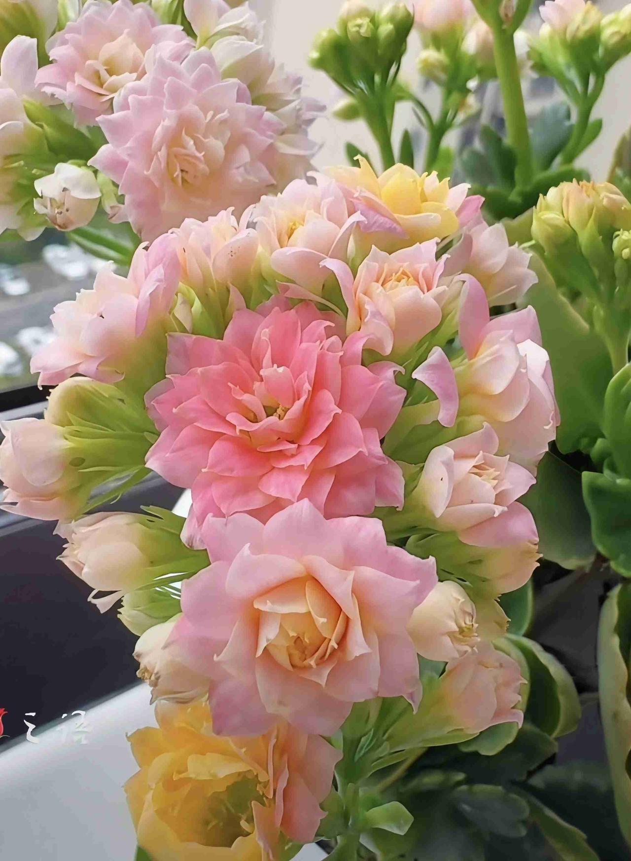 我的今日状态：😁轻松愉快我这里的天气：多云，气温适宜，在这春暖花开的时节，漫