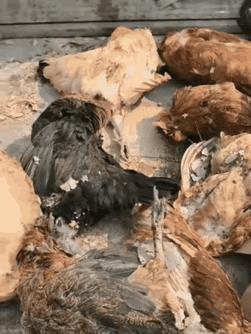 黄大仙这次终于栽了，被猫咪咬住了七寸，一点也动弹不得，这次终于体会到了，它咬别个