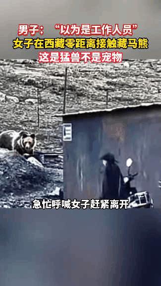 简直不要命！西藏一女子为拍朋友圈“爆款”，竟把400公斤的“陆地坦克”藏马熊当背