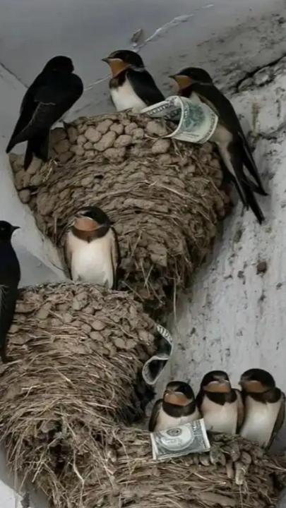 富贵人家从不筑燕子窝，老祖宗早讲清其中玄机：若家中出现燕子，实则是在提醒你这2件