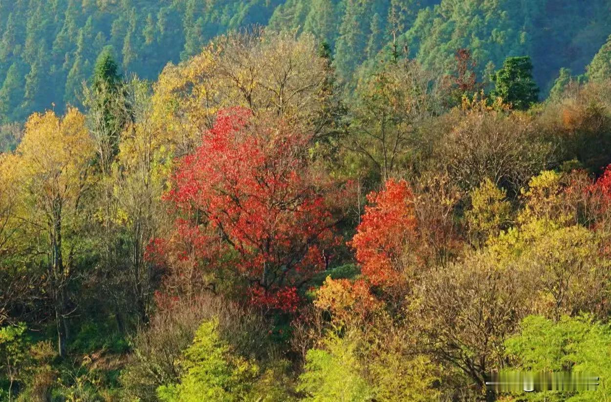 山顶上的树已经没有了树叶，表现出初冬的景色。山下峡谷里树还是枝繁叶茂，呈现出秋天