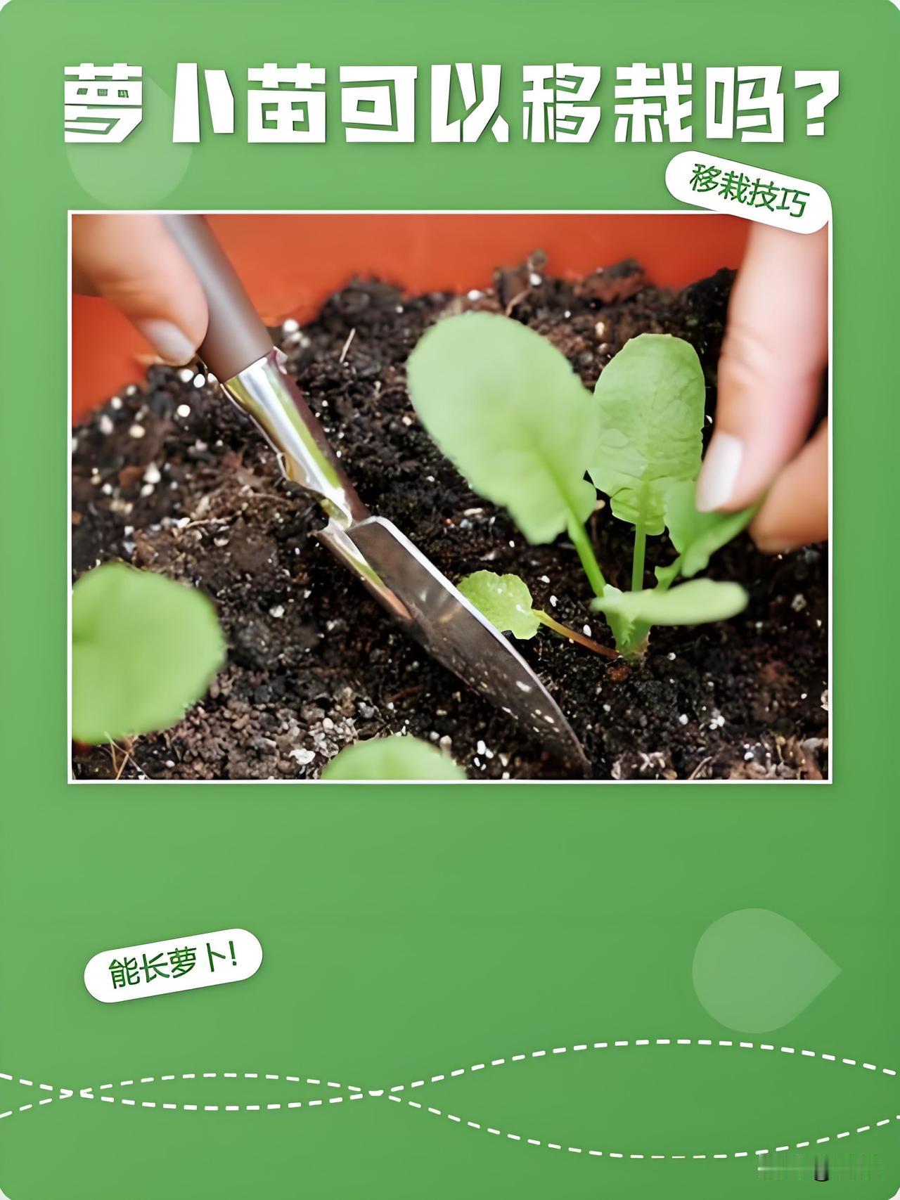 白萝卜苗能不能移栽？今天菜园试一下今天到菜园查看，发现两棵白萝卜苗根部被虫子啃
