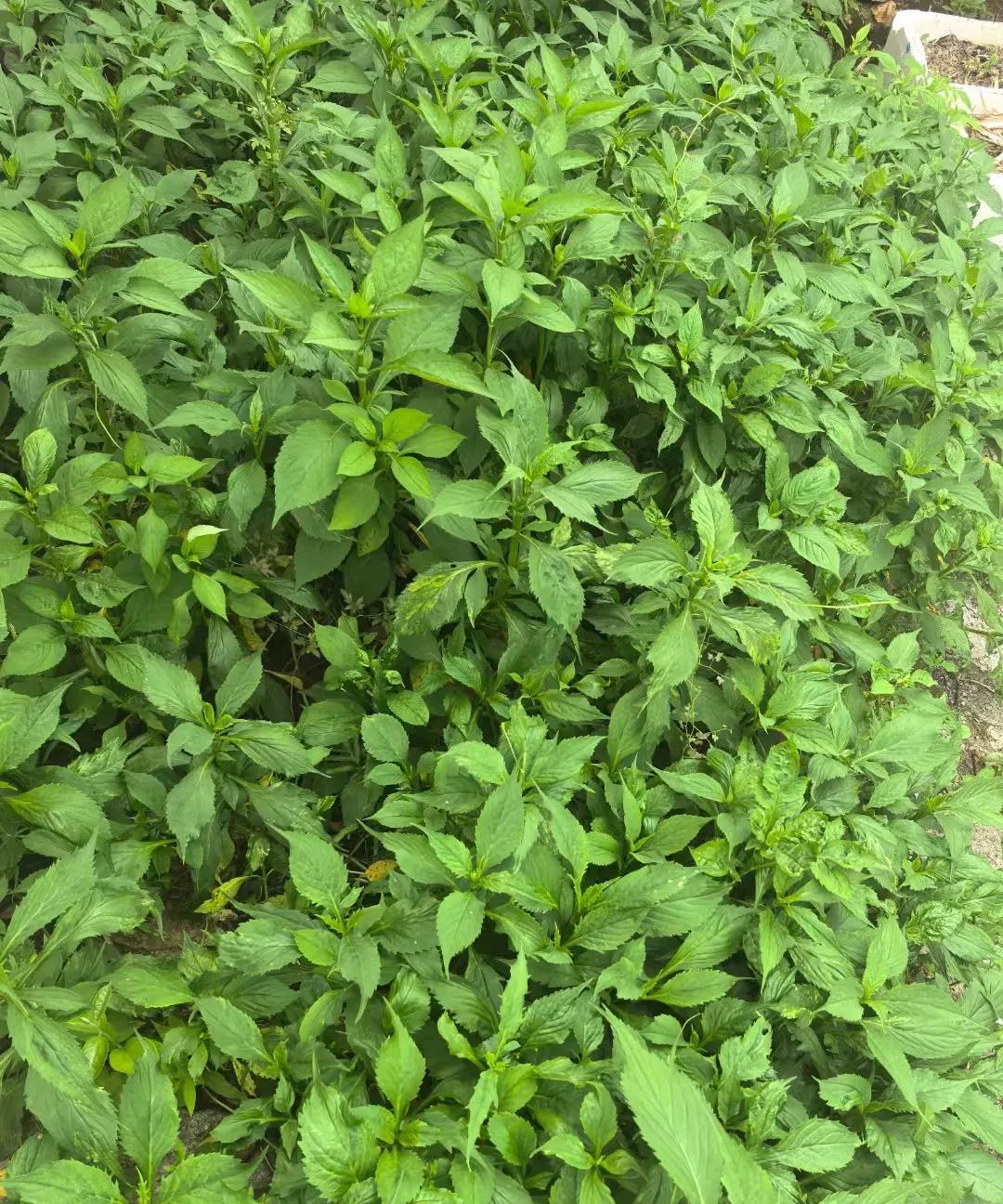 内心嚎哭的三大生肖生肖这东西有时候还挺有趣的。说内心嚎哭的三大生肖，我觉得兔子