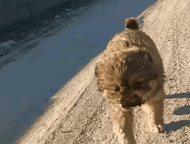 一只小流浪狗饿极了跑到一处小饭店里想讨点吃的，被饭店厨师手起刀落，砍掉了半张嘴，